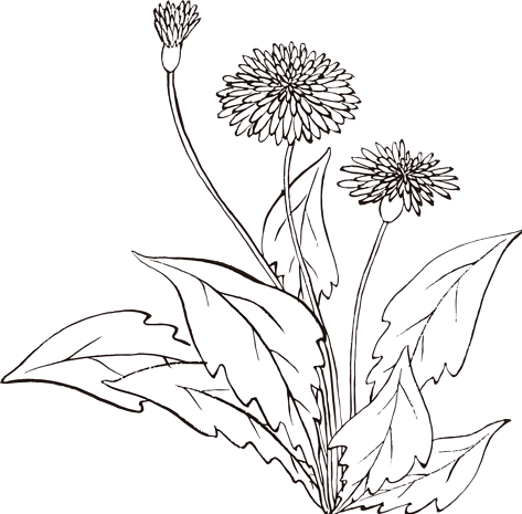 手绘蒲公英图片大全