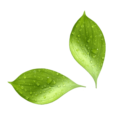水珠绿叶图片大全_水珠绿叶图片素材【png免费下载】-90设计网