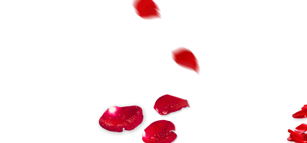 飘落的玫瑰花瓣图片大全