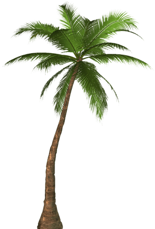 棕榈树pngpsd2000*2000棕榈树pngpsd2000*2000棕榈树pngpsd2000*2000