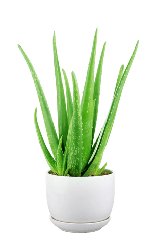 芦荟素材图片大全