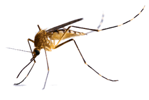 飞行虫类蚊子