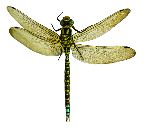 彩色蜻蜓图片大全