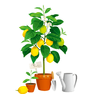 卡通柠檬树