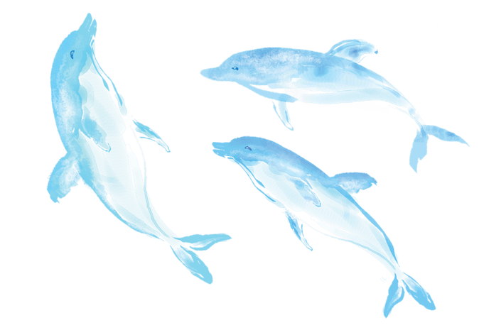 手绘蓝色海豚