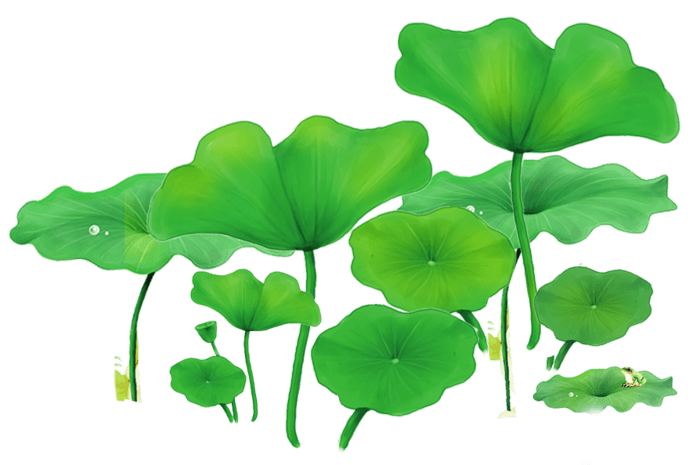 卡通手绘绿色荷叶图片大全_卡通手绘绿色荷叶图片素材【png免费下载】