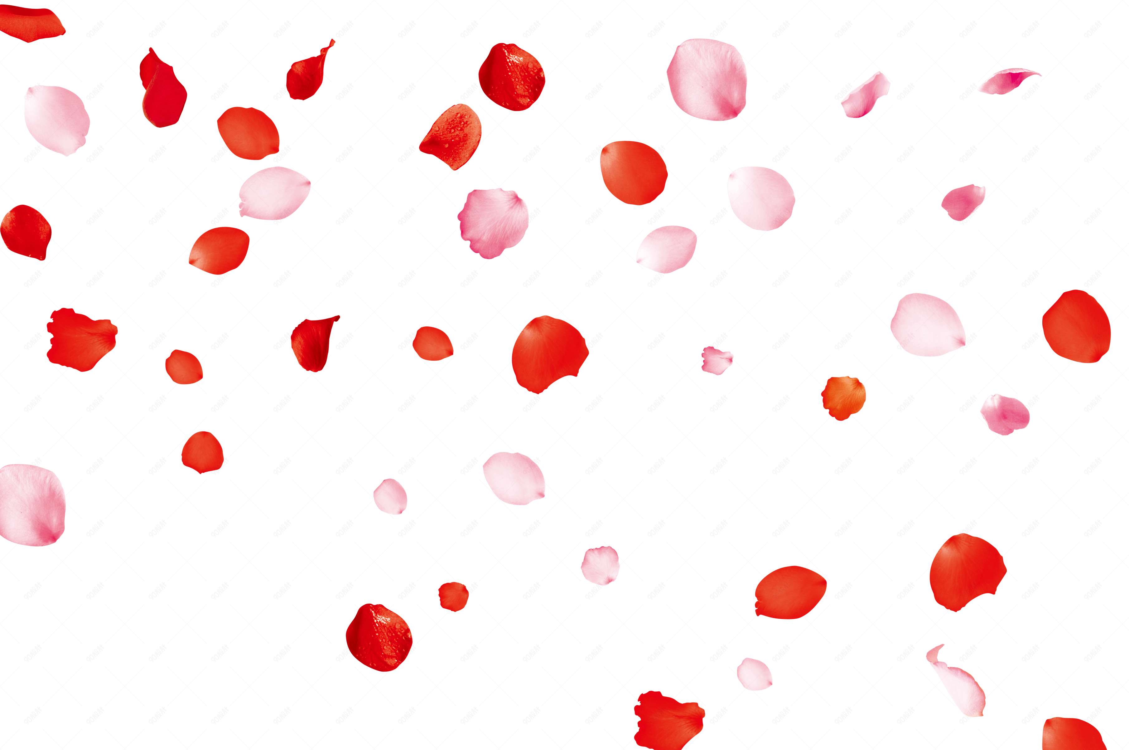 红薯哥粉色玫瑰花瓣高清png素材