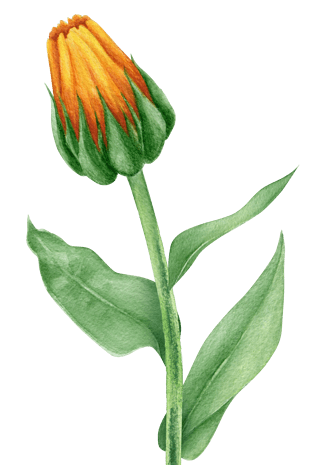 花骨朵卡通图片大全