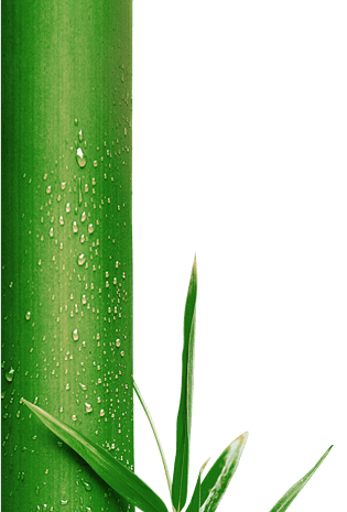 绿色竹子带水滴