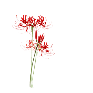 彼岸花图片大全_彼岸花图片素材【png免费下载】-90设计网