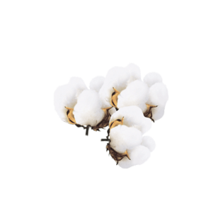 白色棉花植物氛围素材png