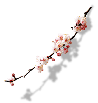 梅花树枝素材图片大全