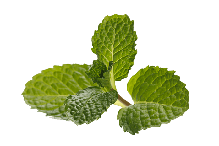 绿色植物pngpsd2000*2000漂浮薄荷叶子pngpsd2000*2000薄荷叶小清新