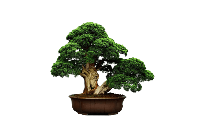 *2000手绘花卉盆栽pngpsd2000*200090设计为您提供盆景 花图片素材