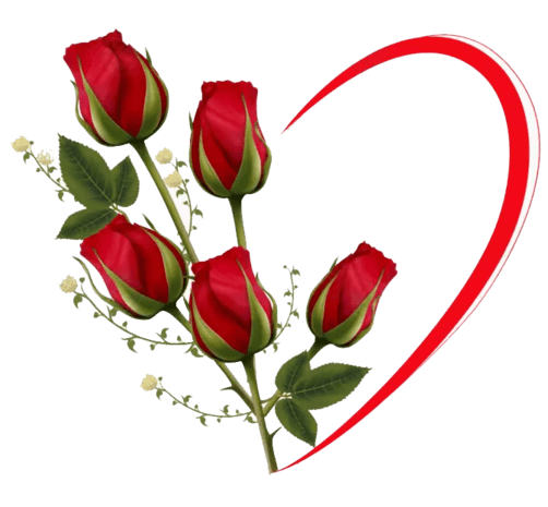 红玫瑰爱心花朵