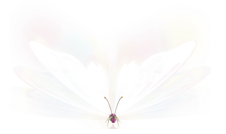 透明翅膀图片大全