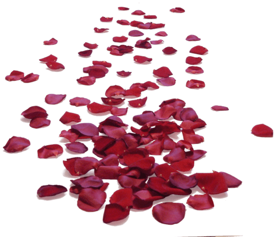 的花瓣漂浮花瓣美容花瓣玫瑰花瓣花瓣飘落花瓣飞舞白玫瑰花瓣相关推荐