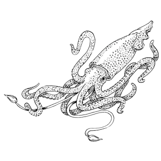 手绘鱿鱼