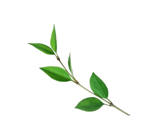 绿叶枝条图片大全