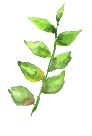 叶子画图片大全