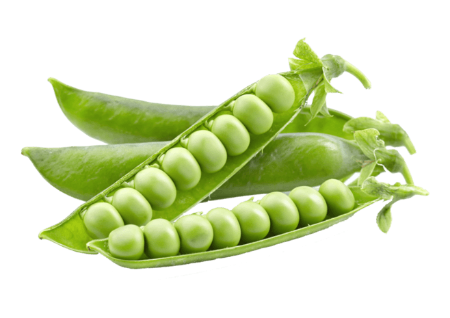 豌豆图片大全_豌豆图片素材【png免费下载】-90设计网