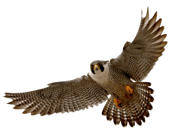 老鹰图片大全_老鹰图片素材【png免费下载】-90设计网