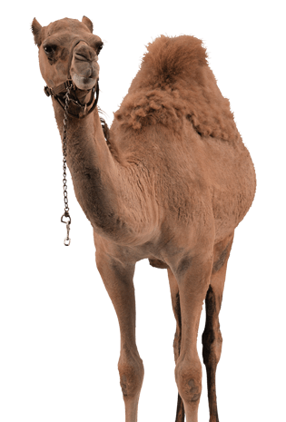 骆驼素材图片大全_骆驼素材图片素材【png免费下载】-90设计网