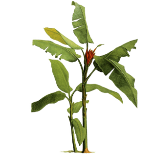 芭蕉树图片大全