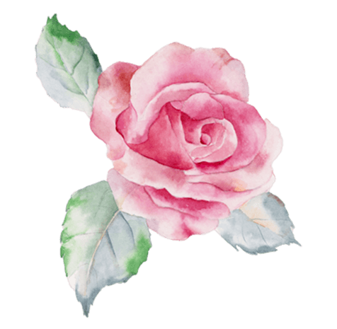 手绘粉红色月季花