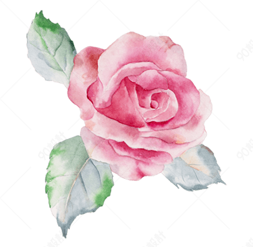 手绘粉红色月季花