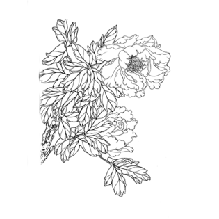 图案pngpsd2000*2000手绘线条牡丹花pngpsd2000*2000鲜花简笔画pngpsd