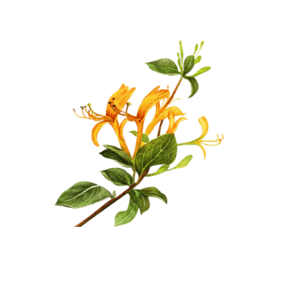 金银花手绘图片大全