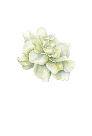 白色花朵手绘插画pngpsd2000*2000鱼坛子pngpsd2000*2000月上海棠png