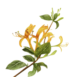 房子卡通手绘金银花叶子金银花手绘金银花金叶子装饰金条卡通相关推荐