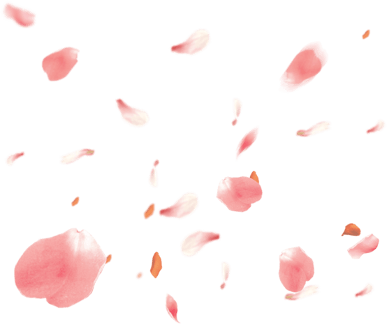 粉红色飘落花瓣