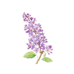 紫色丁香花图片大全