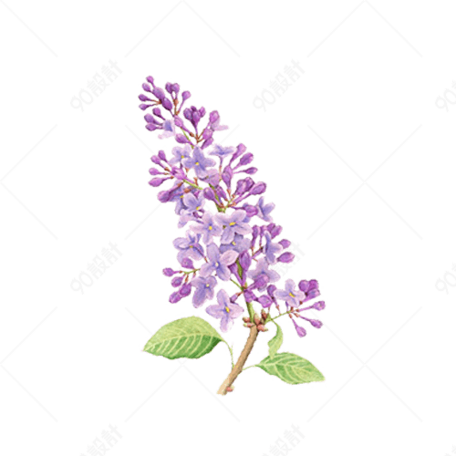 紫色丁香花手绘插画