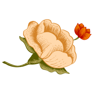 米色芙蓉花手绘插画