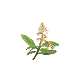 枇杷花手绘插画