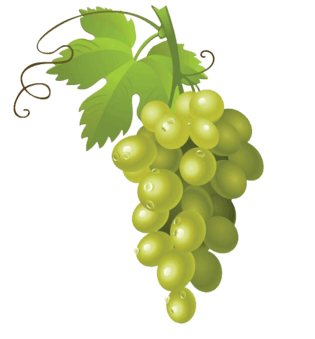 青色葡萄卡通插画