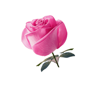 玫瑰花png图片大全