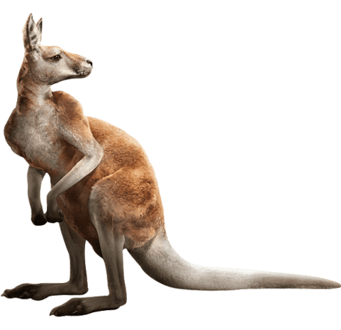 可爱袋鼠图片大全_可爱袋鼠图片素材【png免费下载】-90设计网