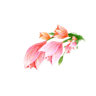 卡通彩绘花图片大全