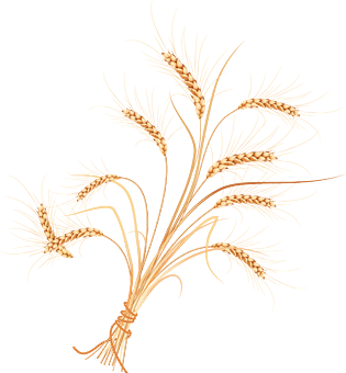 麦穗矢量图片大全