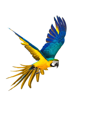 展翅飞翔的彩色鹦鹉