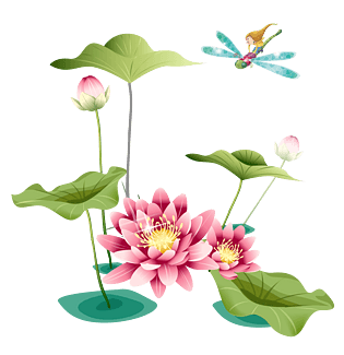 蜻蜓荷花图片大全