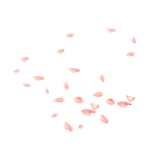 花瓣樱花图片大全_花瓣樱花图片素材【png免费下载】-90设计网