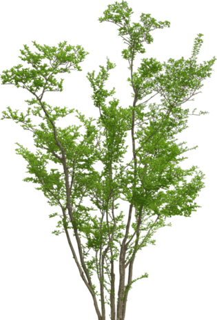 自然树图片大全_自然树图片素材【png免费下载】-90设计网