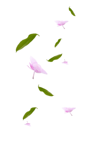 叶子花瓣图片大全