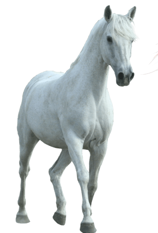 白马图片大全_白马图片素材【png免费下载】-90设计网
